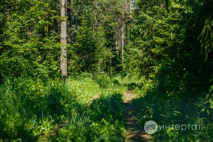 Татарстан урманнарында көрән аюларның саны җитмешкә җиткән