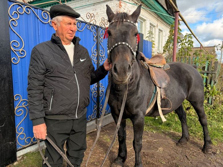 Агрызские коневоды смогут воспользоваться новой республиканской программой