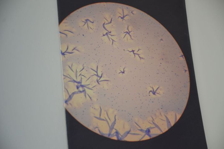 Кечкенә күзәнәктә – зур дөнья