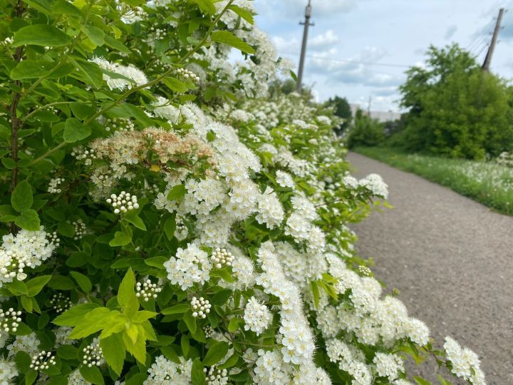 Июль сынамышлары